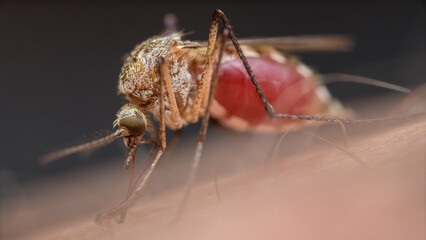 Extreme close-up of mosquito full of blood