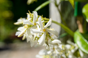 beautiful white flowers of Star Jasmine (Trachelospermum jasminoides) also know as Confederate jasmine, star jasmine, Confederate jessamine, and Chine