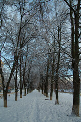 Fluffy snow on the trees