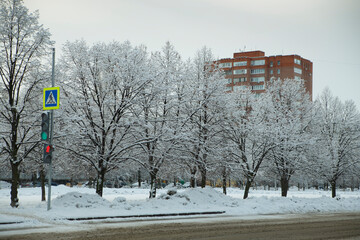 Fluffy snow on the trees