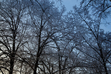 Fluffy snow on the trees