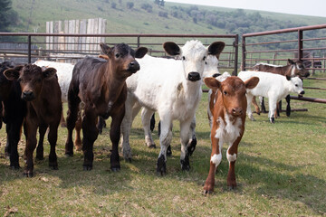 Rural scene of multi colored baby calves standing in a corral staring at the camera.