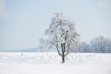 Fototapeta na wymiar a tree in the snow, a beautiful winter landscape