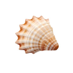 Obraz premium Seashell isolated on transparent background