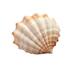 Seashell isolated on transparent background