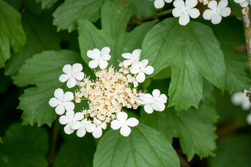 close-up of Viburnum Opulus Compactum, commonly known as the ‘Compact Guelder Rose’