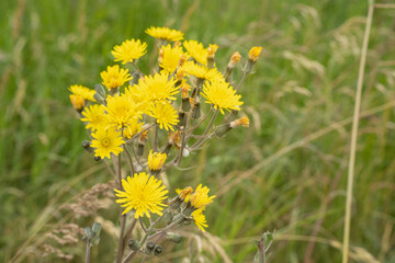 Beautiful yellow dandelion (Taraxacum) flowers in spring sunlight