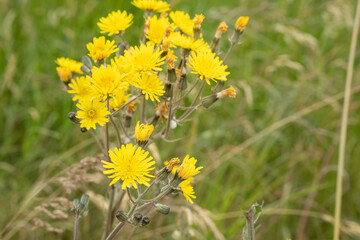 Beautiful yellow dandelion (Taraxacum) flowers in spring sunlight