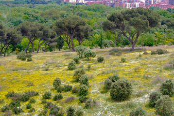 Yellow flowers grow in a wild meadow in the forest between the trees. Park in the hills of Madrid, Spain. View of the city.