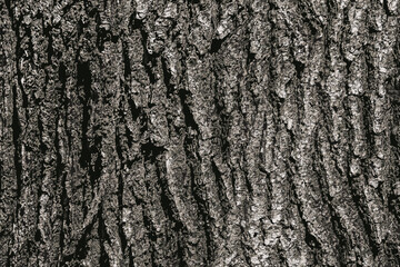 Vector illustration of Birch bark texture. The texture of the birch bark. Birch bark background. Birch tree trunk, Betula pendula.
 - obrazy, fototapety, plakaty