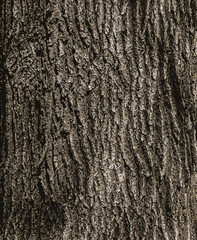 Vector illustration of Birch bark texture. The texture of the birch bark. Birch bark background. Birch tree trunk, Betula pendula.
