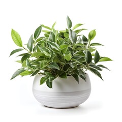 white background ornamental plant concept