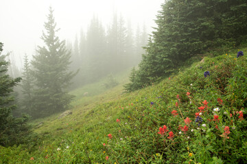 Indian paintbrush & asters blooming in meadow  Rocky Mtn NP  Colorado © Tom