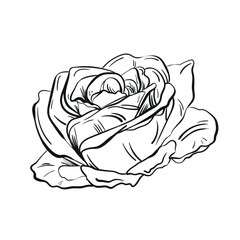 Detailed hand drawn flower blooming rose and flower buds. Engraving, doodle style. Black and white colors. Isolated on white background. Vector illustration. For logo, design, packaging.