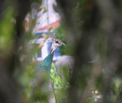 Foto de um pav&atilde;o livre num parque do Porto