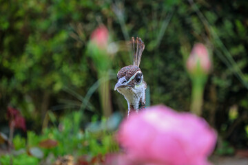 Foto de um pavão livre num parque do Porto