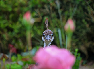 Foto de um pavão livre num parque do Porto