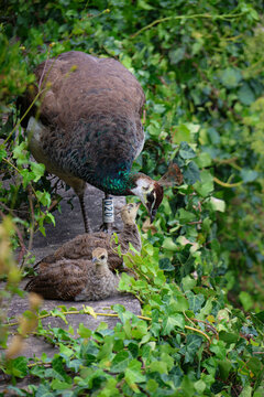 Foto de um pav&atilde;o livre num parque do Porto