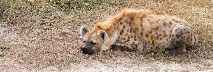 Obraz premium Redhead furry fox lying on the roadside.