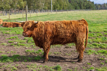 Highland cattle,  Aviemore, Cairngorms National Park, Highlands, Scotland