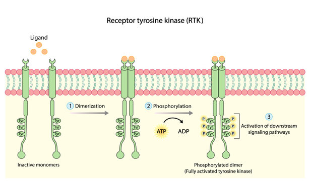 Tyrosine kinase receptor. Dimerization, phosphorylation, activation and cellular response. Cell membrane receptors for ligands as growth factors and cytokines binding. Insulin receptor. vector design