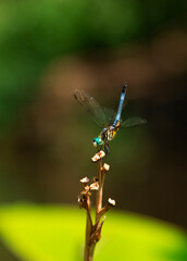 dragonfly on plant life