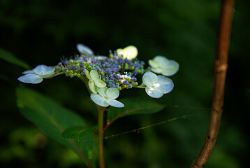 Blue Lacecap Hydrangea (Hydrangea macrophylla normalis)
