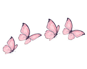 butterfly