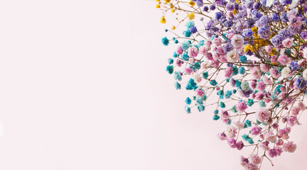 Multicolored sprigs of gypsophila elegans flowers in one bunch on a monochrome soft pink background. Dreamy look image. No people. Studio shot. Copy space