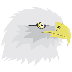 Fototapeta premium the head of an eagle with sharp eyes staring at its prey