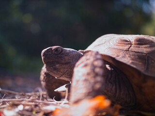 closeup of tortoise in the wild
