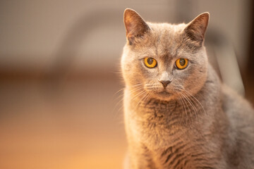 Portrait of a British breed cat