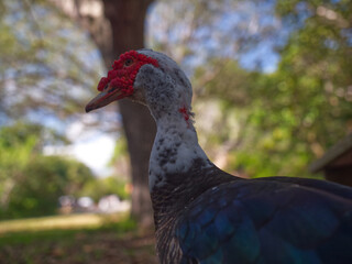 muscovy duck with red face outdoors in the wild
