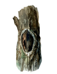 Trunk, tree, hollow, tree bark, pine, nest. Hand drawn watercolor botanical illustration
