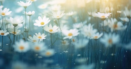 a flower field with rain and beautiful white daisies