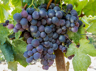 The grapes vineyard, agriculture (Turkey Izmir vineyards)