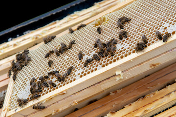 Swarm Of Honey Bees (Apis Mellifica) Working On Combs Producing Honey And Breed In Teamwork