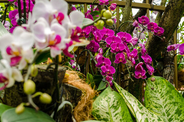 Orchid Garden in Singapore Botanical gardens. Singapore Botanical gardens is a world heritage site. © mantinilt