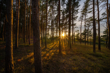 Zachód słońca wśród drzew w lesie - obrazy, fototapety, plakaty