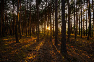Zachód słońca wśród drzew w lesie
