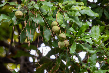 Macadamia tree with nuts and leaves
