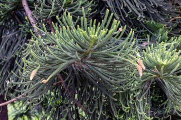 Naklejka na ściany i meble New Caledonia Pine growing in Australian Botanic Garden