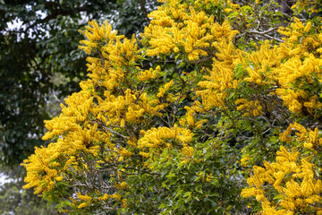 Crown of Gold Tree growing in Australian Botanic Garden