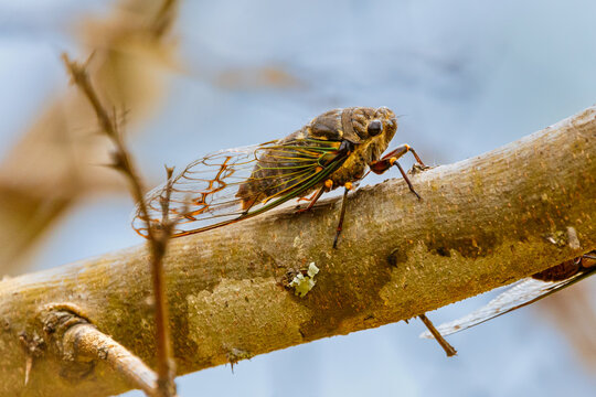 cicada on branch cicadidae