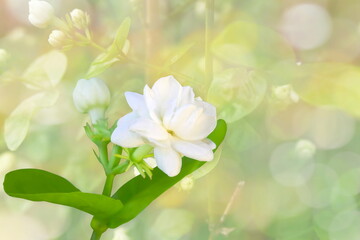 beautiful jasmine  white flower blooming isolated on blur bokeh background