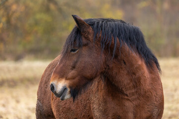 Kaltblut Portrait