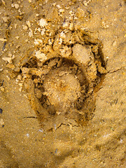 Horse tracks in the sand