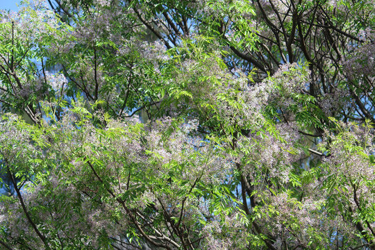 Melia azedarach, commonly known as the chinaberry tree growing in a park