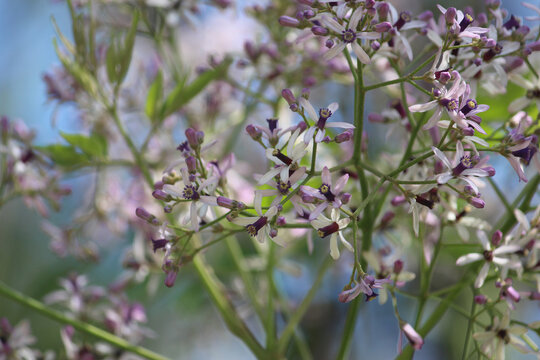 Melia azedarach, commonly known as the chinaberry tree growing in a park