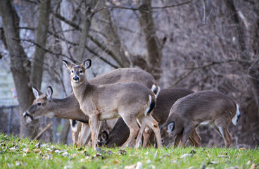 Deer Sunny December Afternoon